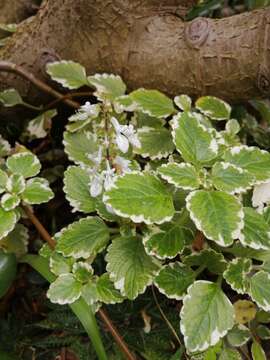 Image of Plectranthus madagascariensis (Pers.) Benth.