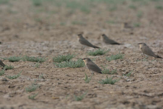 Image of Little Pratincole