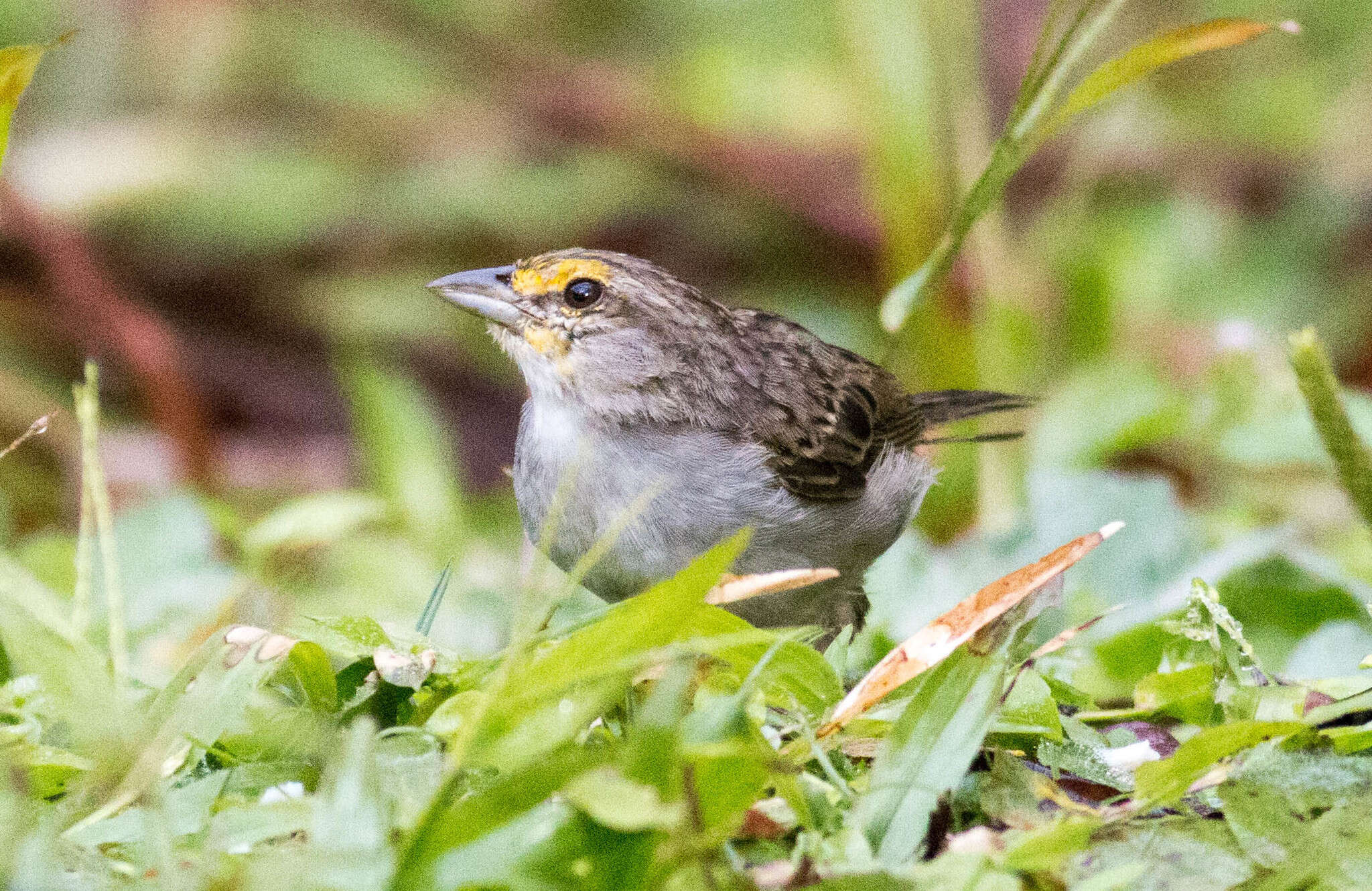 Image of Yellow-browed Sparrow