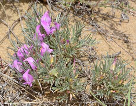 Image of Oxytropis aciphylla Ledeb.