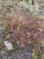 Image de Persicaria angustifolia (Pall.) Ronse Decraene