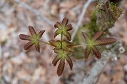 Image of yellow buckeye