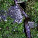 Image of Many-banded Cat Snake