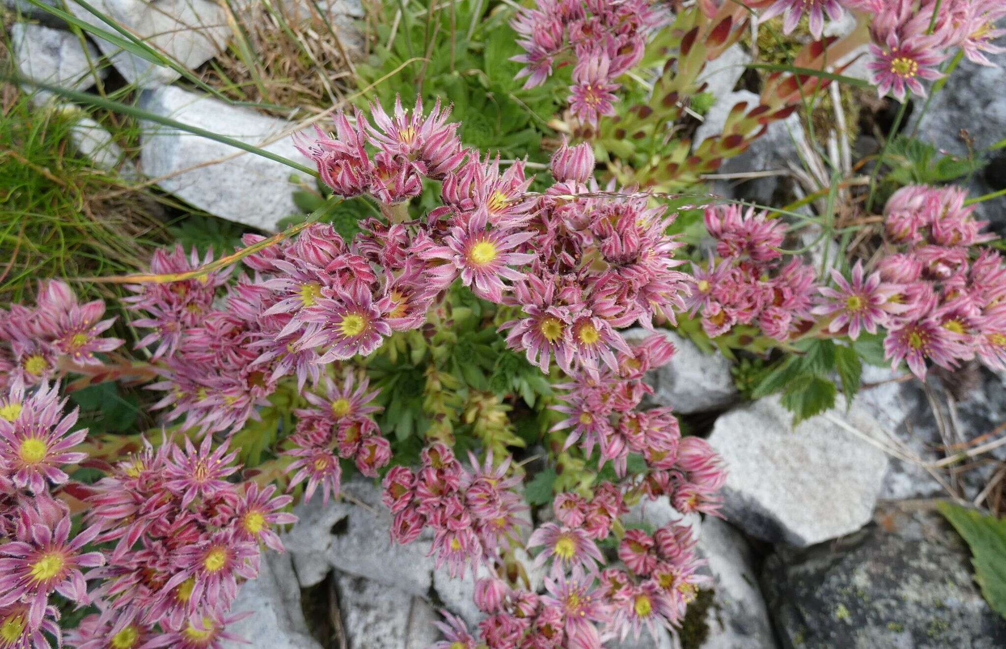 Image of Sempervivum montanum subsp. carpaticum Wettst. ex Hayek