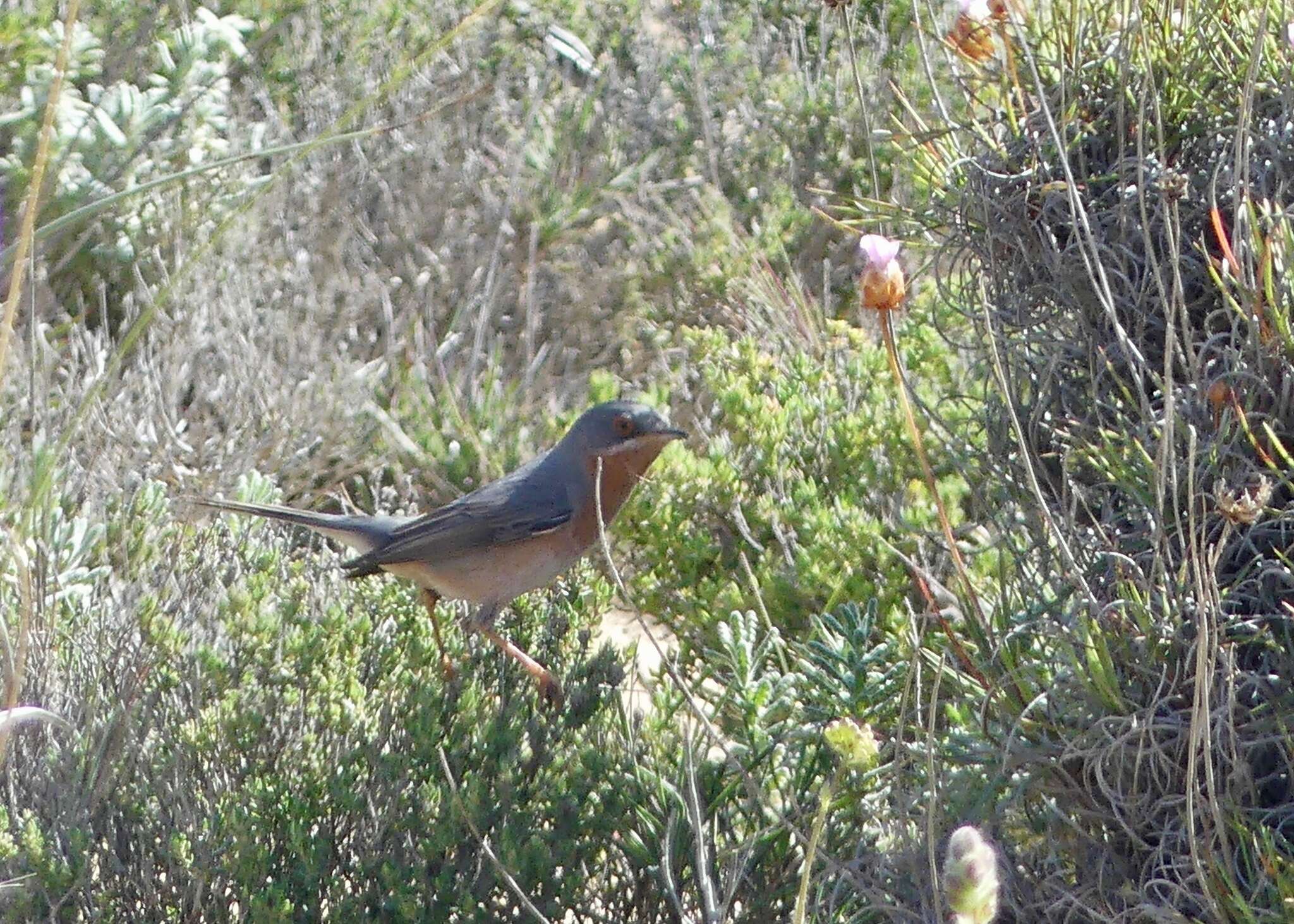 Plancia ëd Curruca iberiae (Svensson 2013)