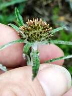 Image of tropical creeping cudweed