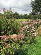 Image of hemp agrimony