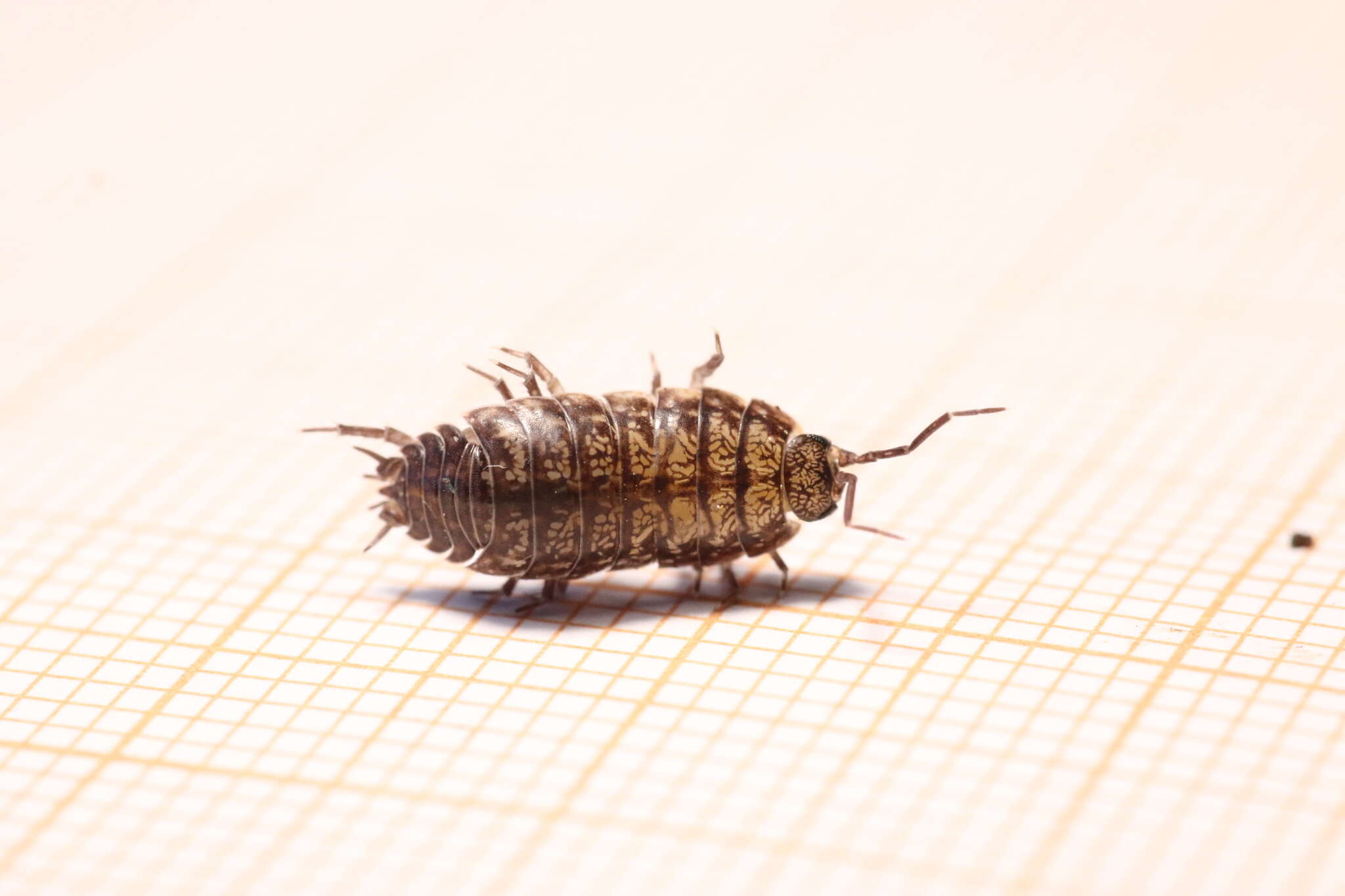 Image of Porcellio gallicus Dollfus 1904