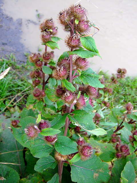 Image of common burdock