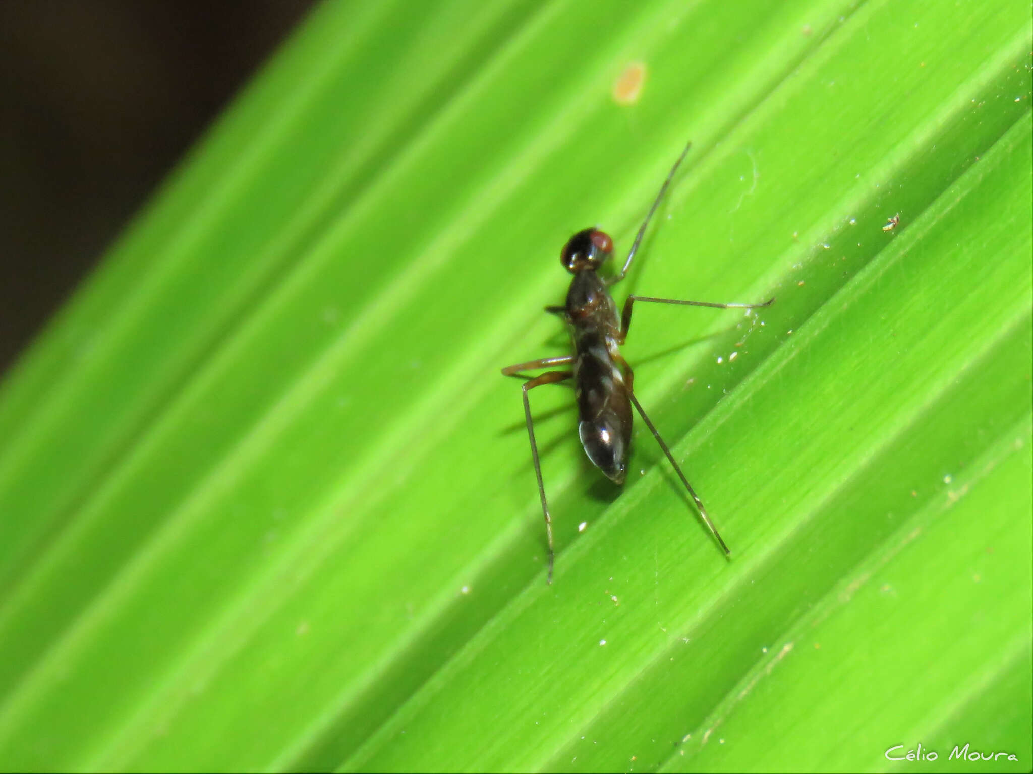 Cardiacephala guttata (Walker 1853) resmi