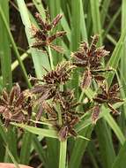 Cyperus nitidus Lam.的圖片