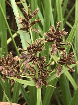 Image of Cyperus nitidus Lam.