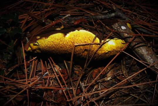 Image of Suillus collinitus (Fr.) Kuntze 1898