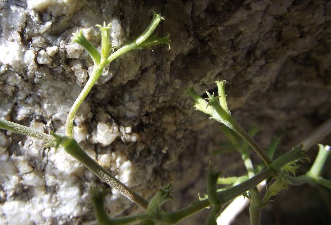 Image of brittle spineflower