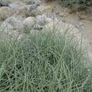 Image of Boundary Ephedra