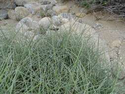 Image of Boundary Ephedra