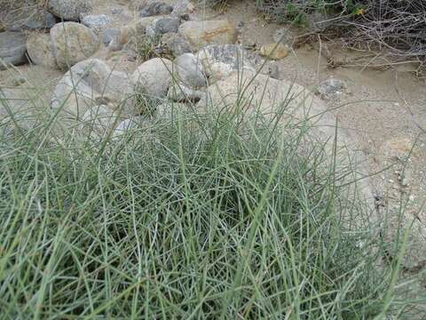 Image of Boundary Ephedra