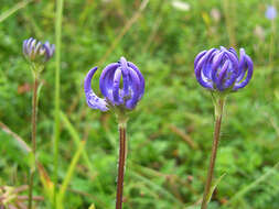 Image of Phyteuma orbiculare L.