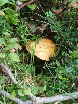 Image of Suillus plorans (Rolland) Kuntze 1898