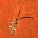 Rhytidodera grandis Thomson 1865的圖片