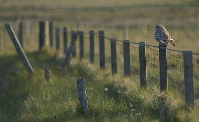 Image of Short-eared Owl