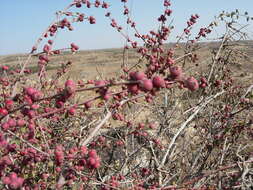 Plancia ëd Cotoneaster nummularius Fisch. & C. A. Meyer