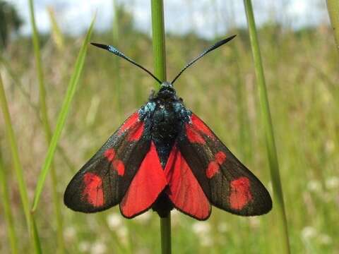 Image of six-spot burnet