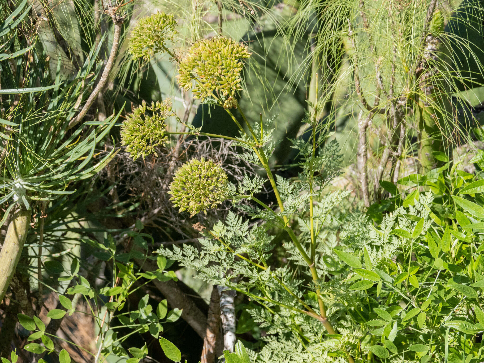 Image of Todaroa aurea subsp. aurea