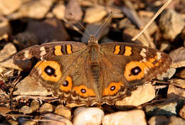 Image of Meadow Argus