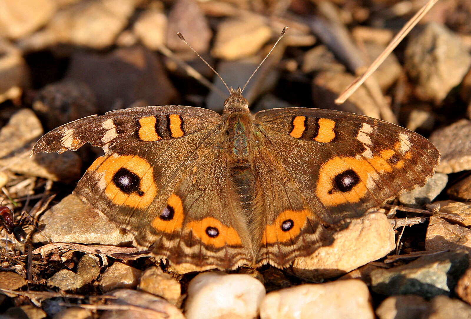 Image of Meadow Argus