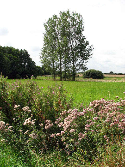 Image of hemp agrimony