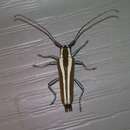 Image of Round-headed Apple Tree Borer