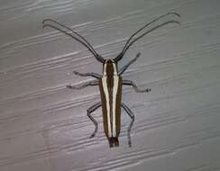 Image of Round-headed Apple Tree Borer