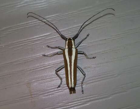 Image of Round-headed Apple Tree Borer