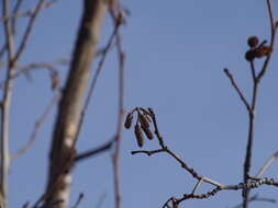 Image of thinleaf alder