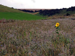 Image de tournesol