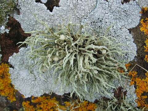 Image of Ramalina siliquosa