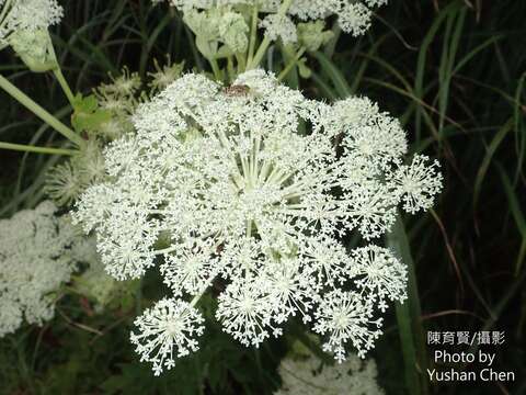 Image of Angelica dahurica var. formosana (Boiss.) Yen