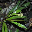 Sivun Maxillaria egertoniana (Bateman ex Lindl.) Molinari kuva