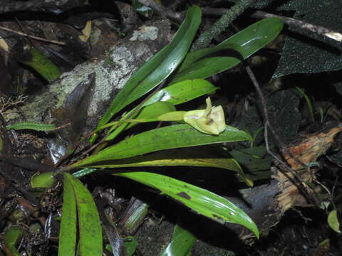 Image of Maxillaria egertoniana (Bateman ex Lindl.) Molinari