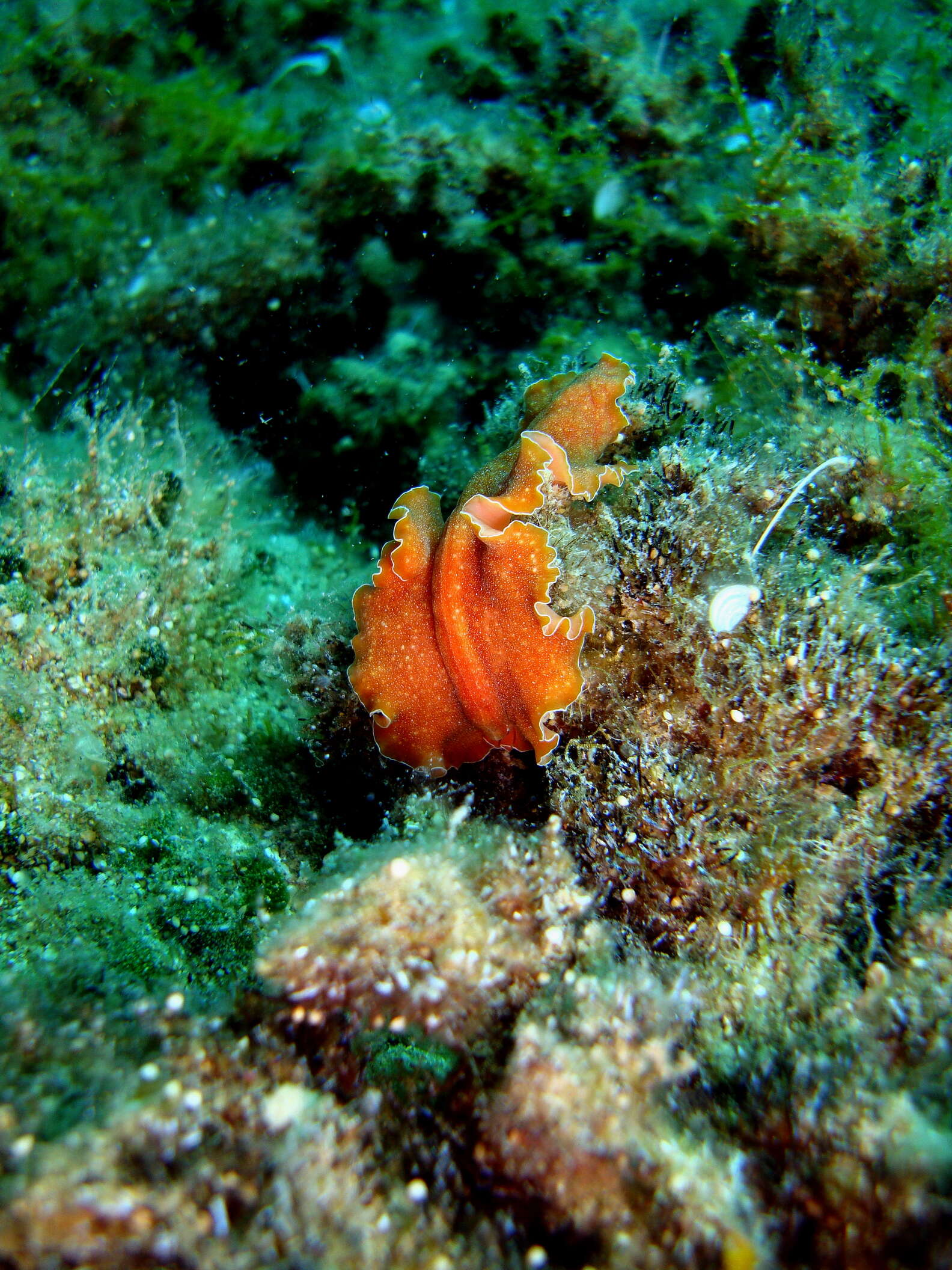 Image of flatworms