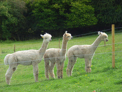 Image of Alpaca