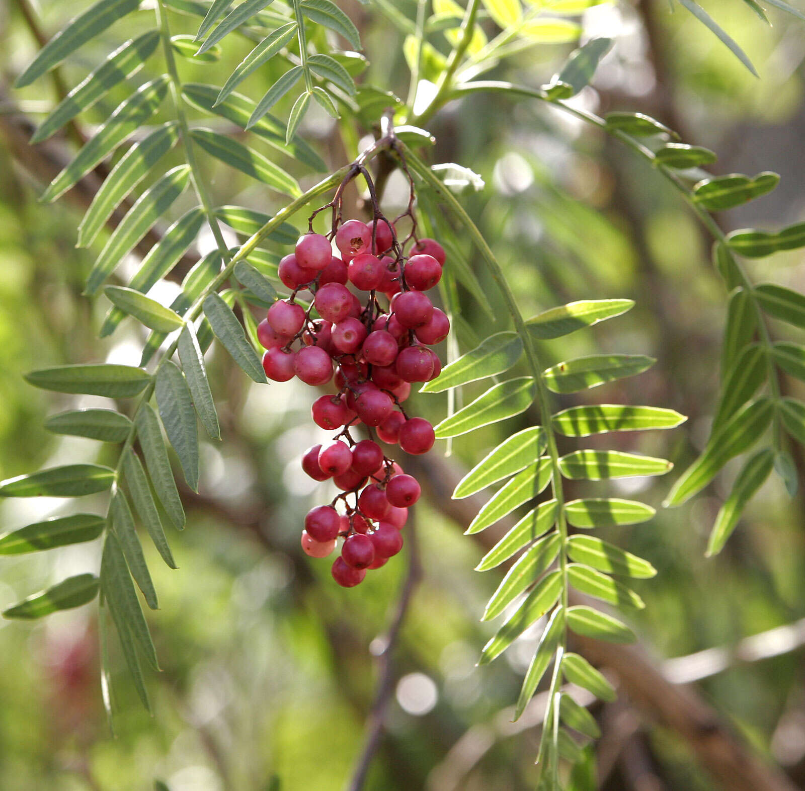 Image of Peruvian peppertree