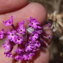 Imagem de Abronia pogonantha Heimerl