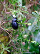 Image of Timarcha tenebricosa