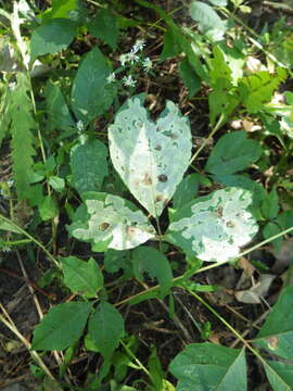 Image of Poison Ivy Leaf-miner Moth