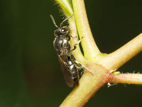 Hylaeus verticalis (Cresson 1869) resmi