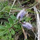 Image of Veronica obtusata Chresem.