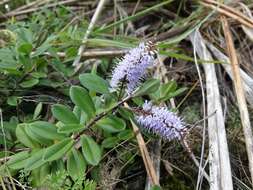 صورة Veronica obtusata Chresem.