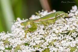 Слика од Callimantis antillarum Saussure 1859